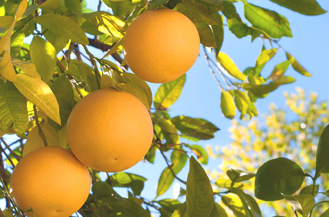 grapefruit sourcing