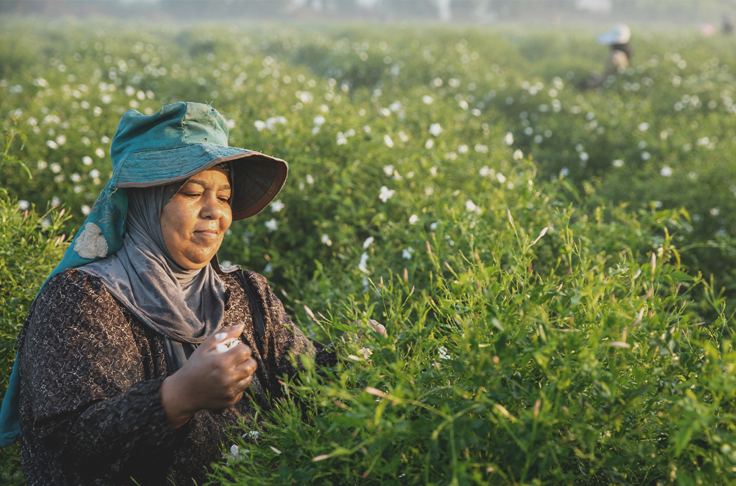 jasmine-field